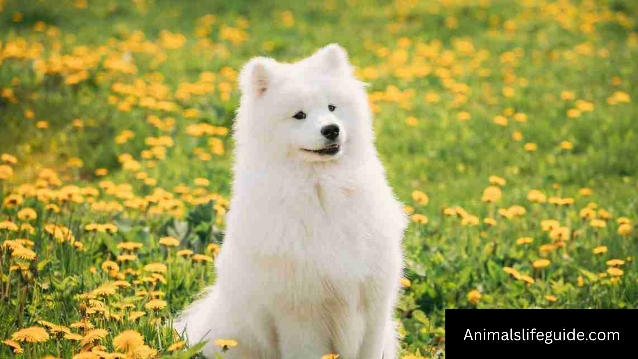 Animals With 3 Letters