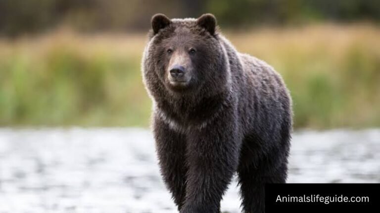 Animals With 4 Letters