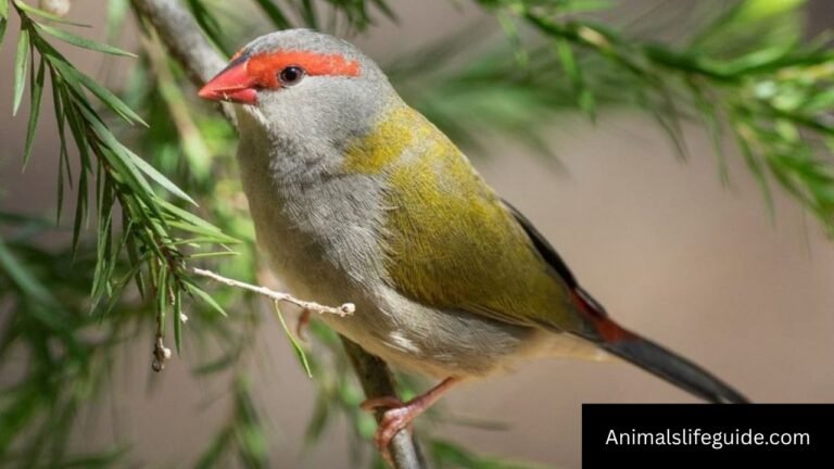 Animals With 5 Letters