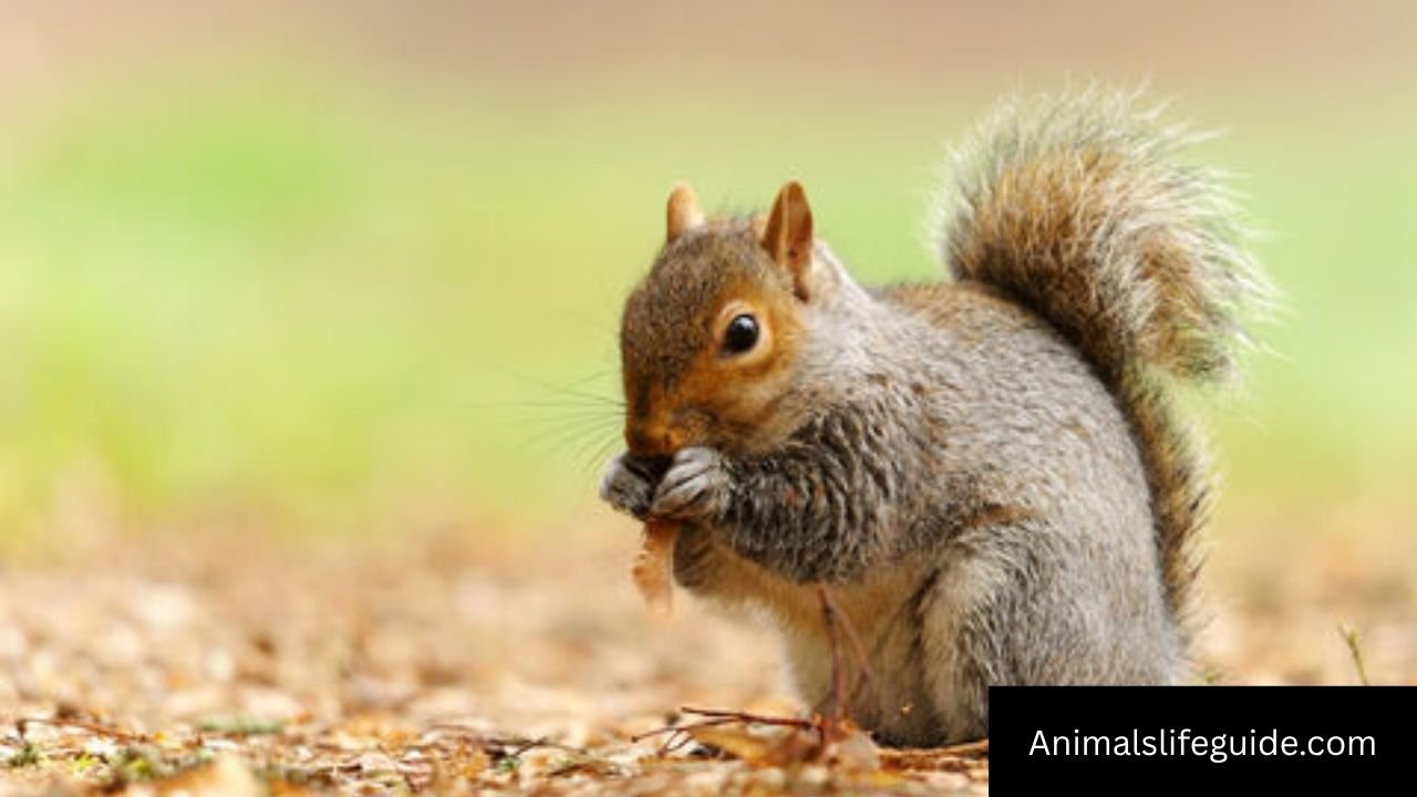 Animals With Good Memory
