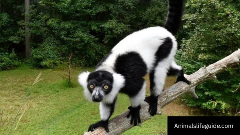 Animals With Long Names