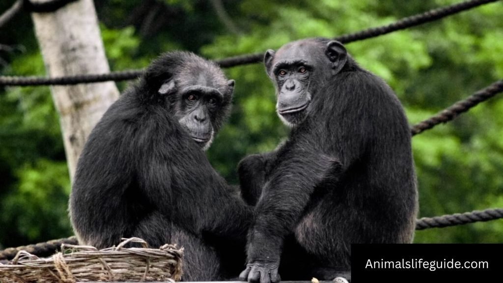3 letter mammals names
