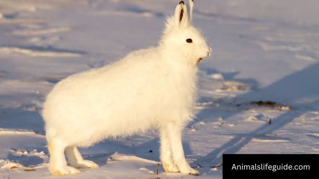 animal that changes color