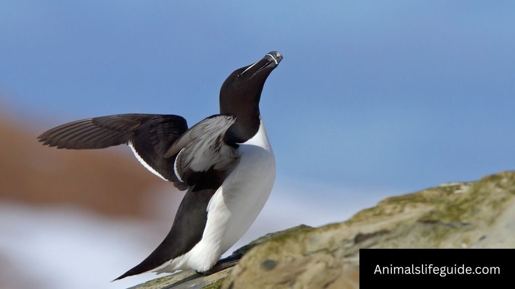 three letter animal name