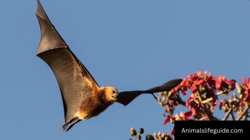 animals that can fly