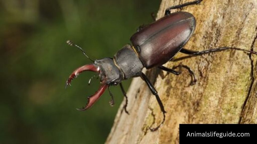 six letter animal names