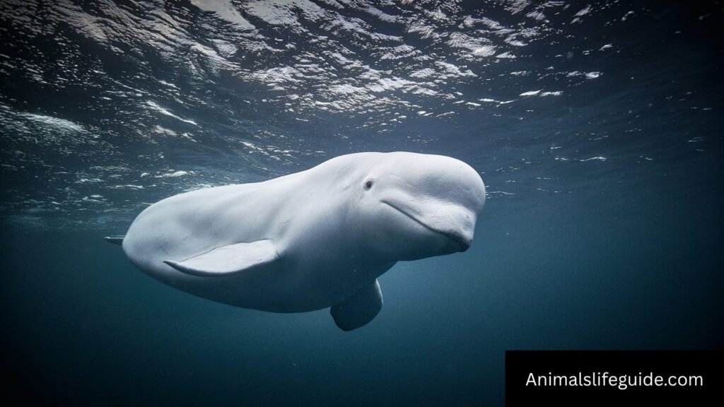 down syndrome whale