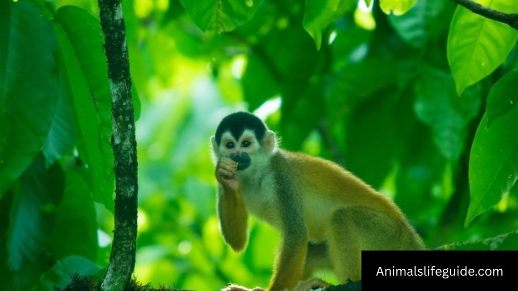 longest name animal