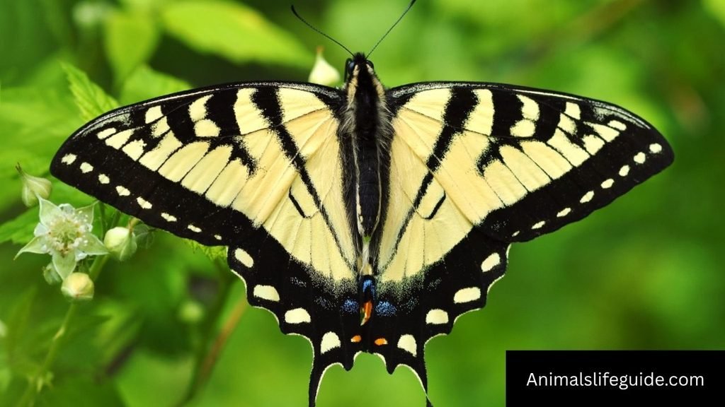longest name of an animal
