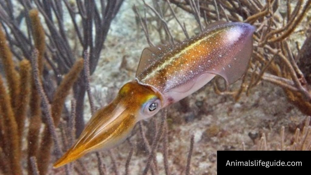 color changing sea creatures