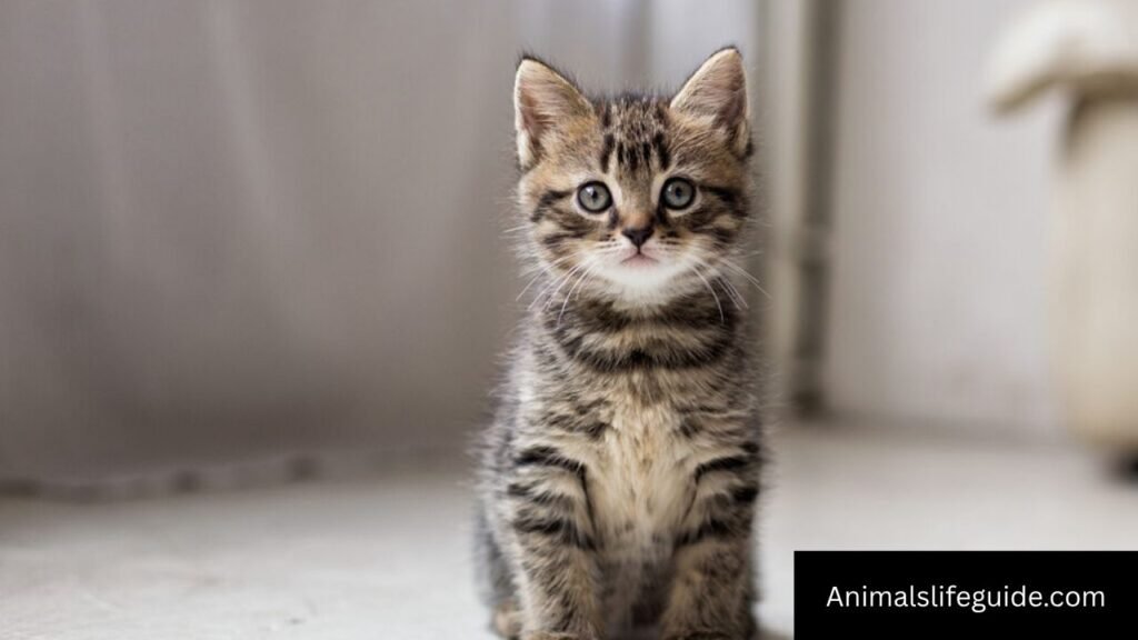 what animal has good hearing