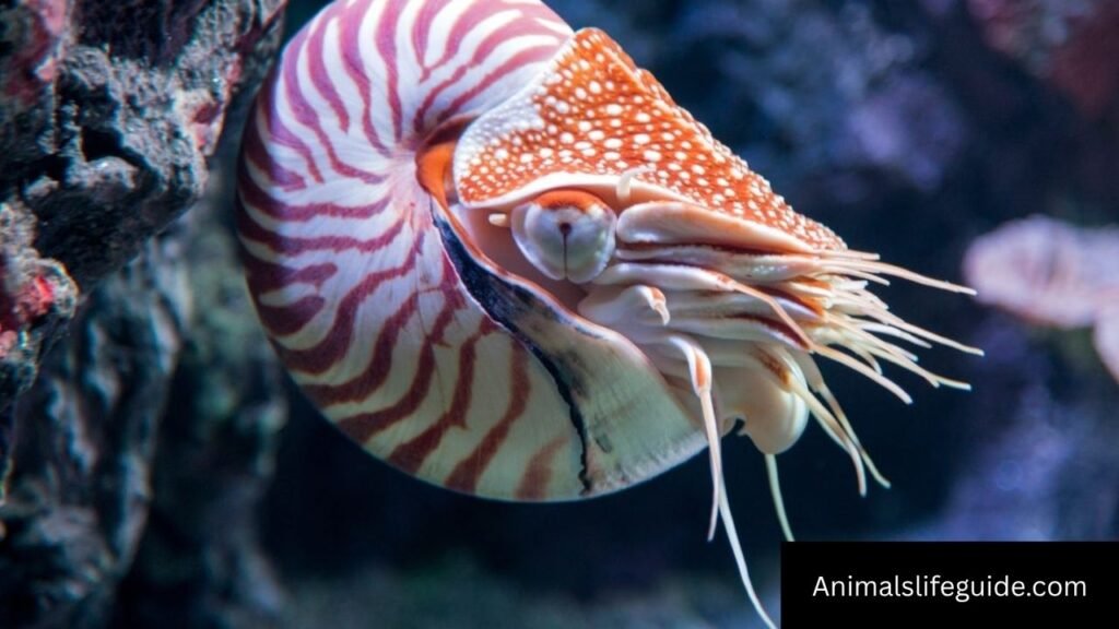 animals with tentacles pictures