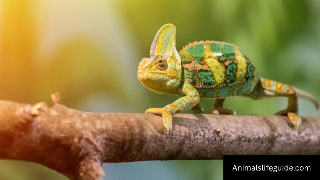 color changing animals