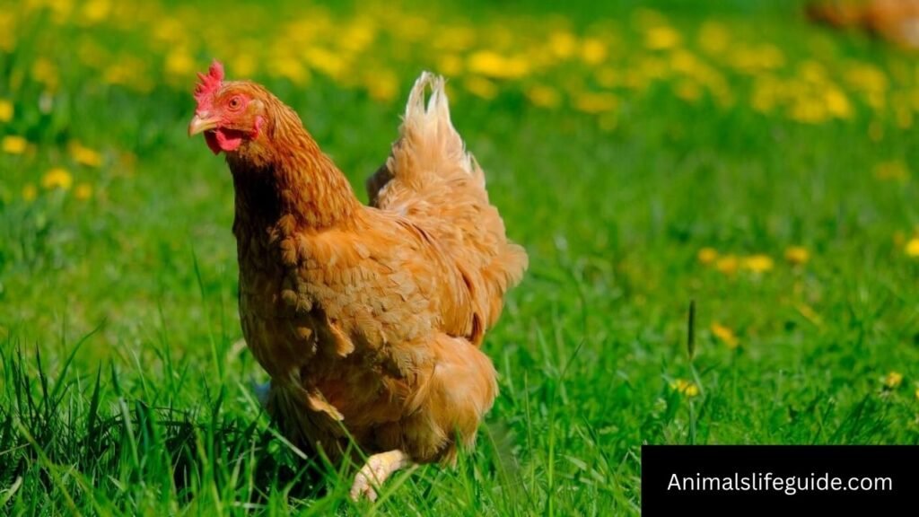 animals with short memory
