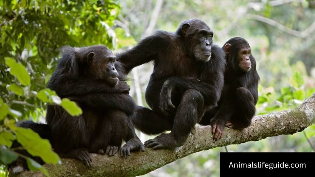 animal with the best memory