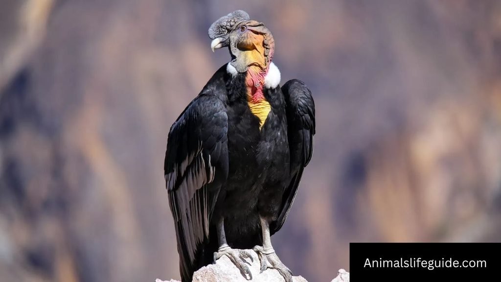 animal names with 6 letters