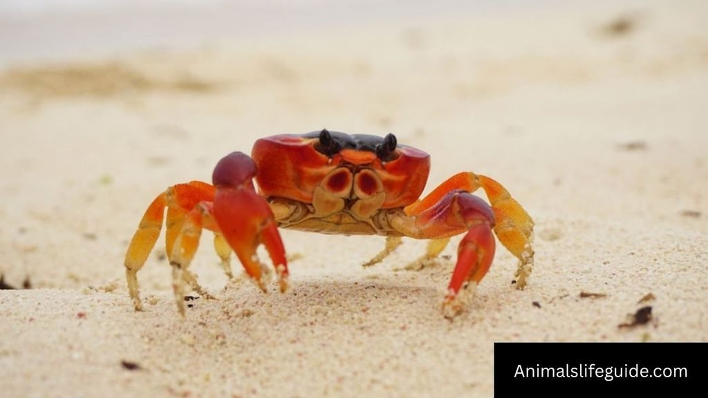 animals that crawl on the ground