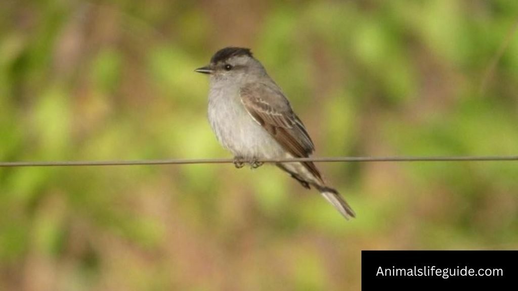 longest animal name