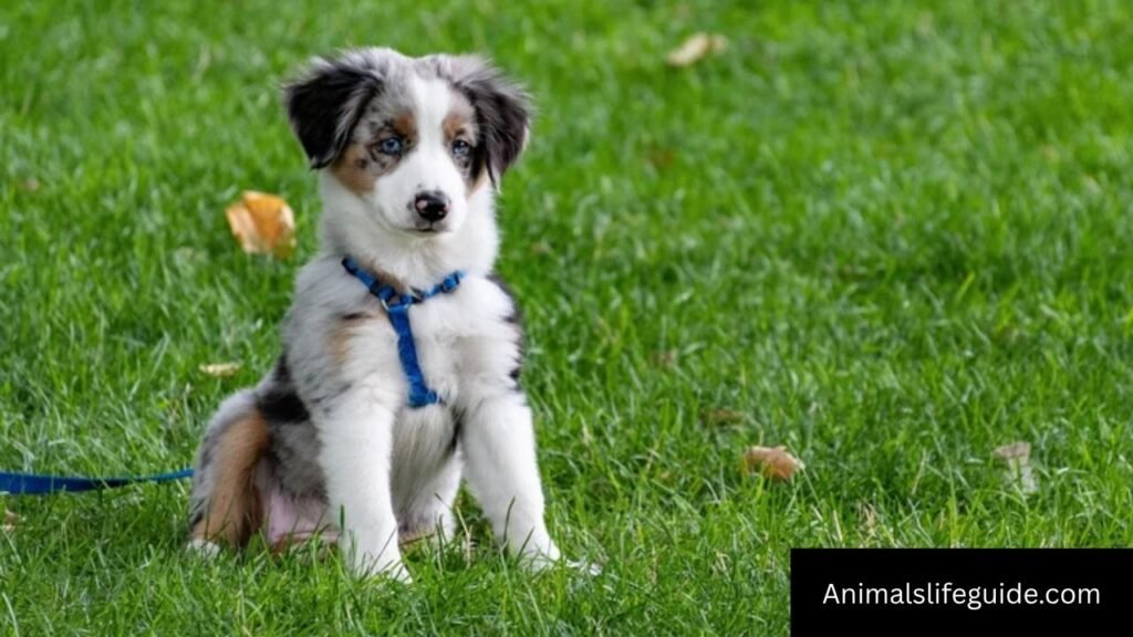 what animal has the best sense of hearing