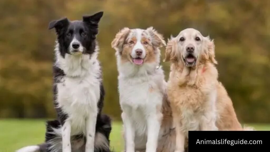 which animal has the best memory