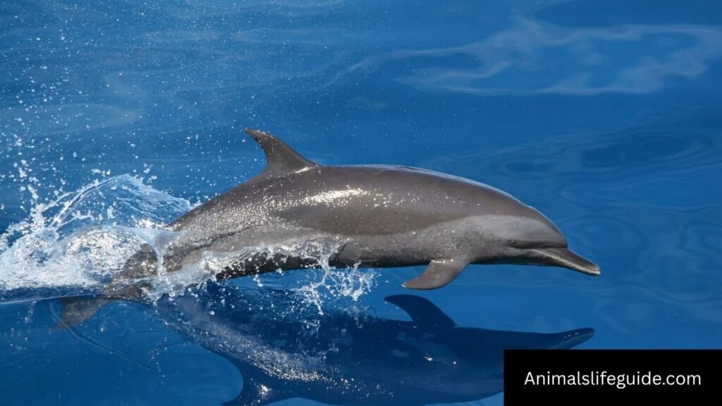 what animal has the best memory
