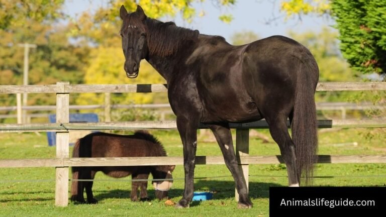 Down Syndrome Animals