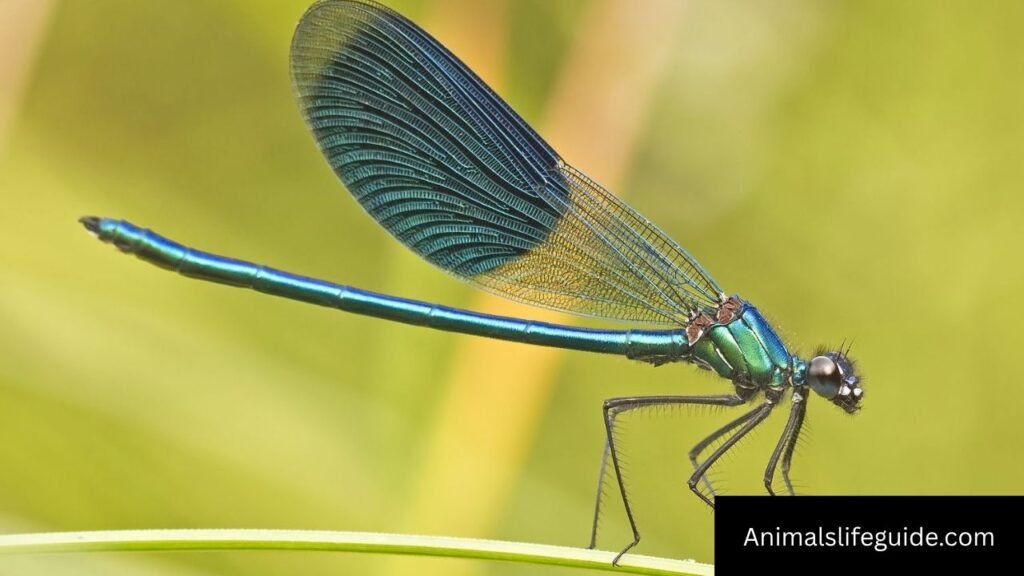 animals with wings