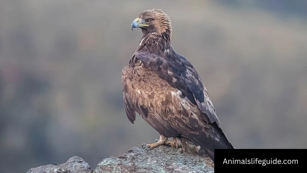 animals that fly