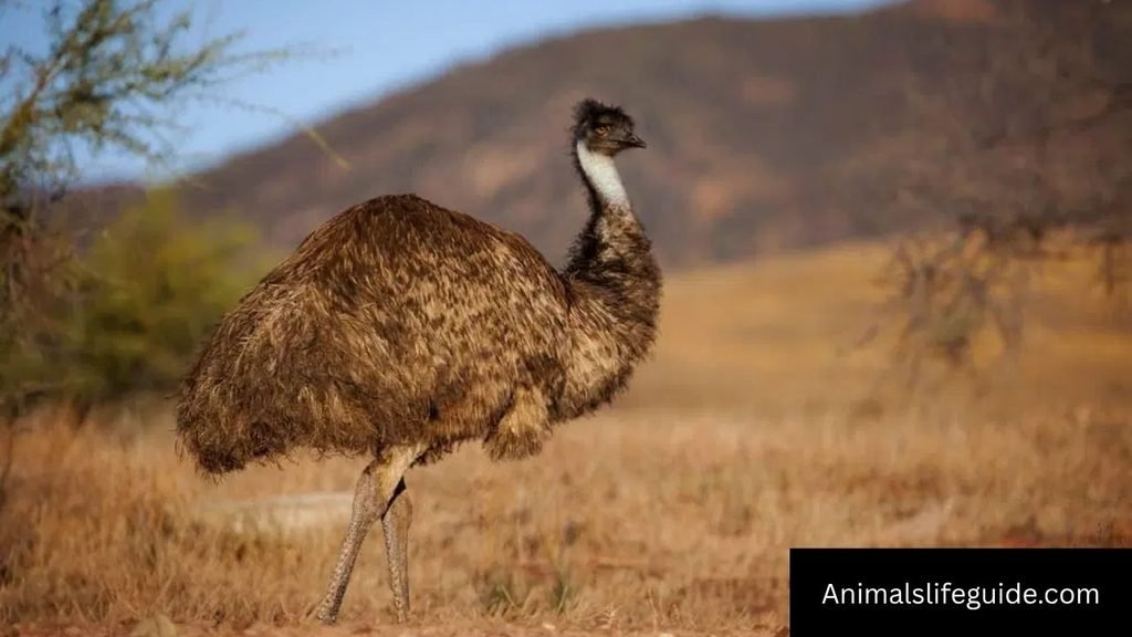 3 letter animal names