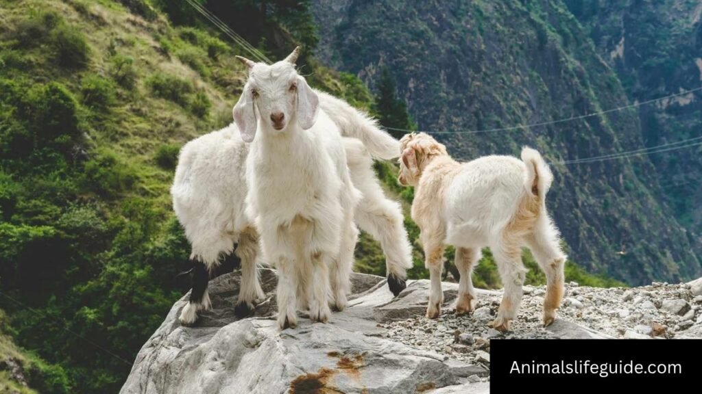 pictures of animals with down syndrome
