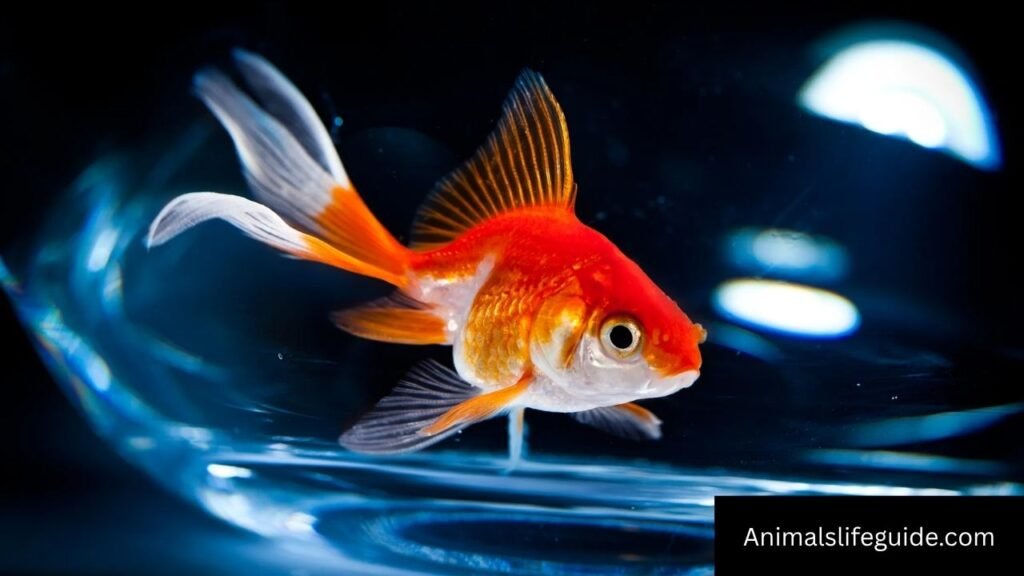 what animal has the worst memory