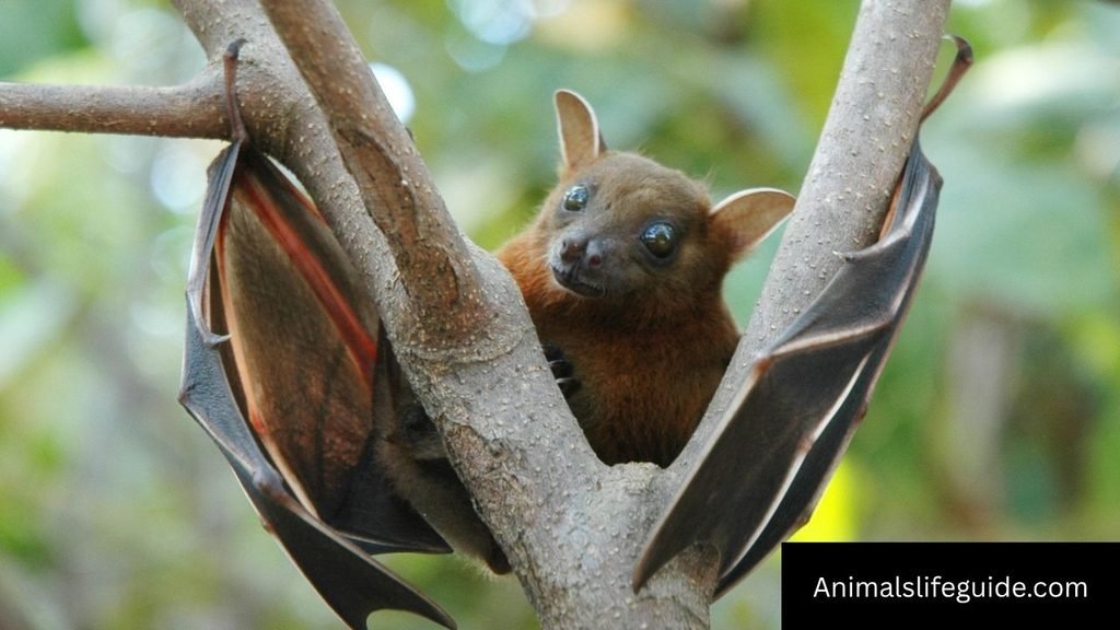 top 10 longest animal names