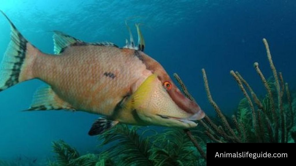 what animals can change color