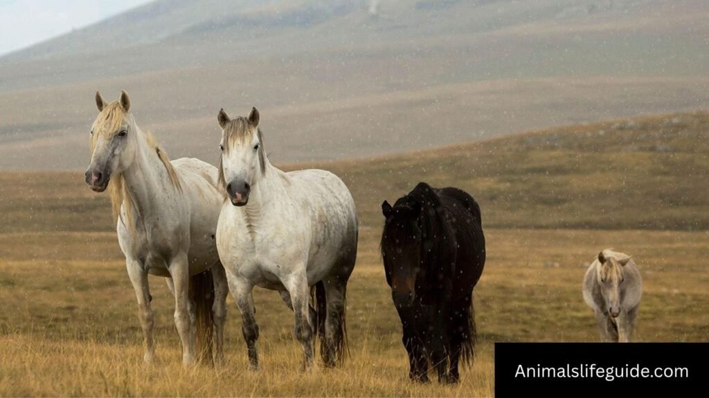 what animal has the strongest sense of smell
