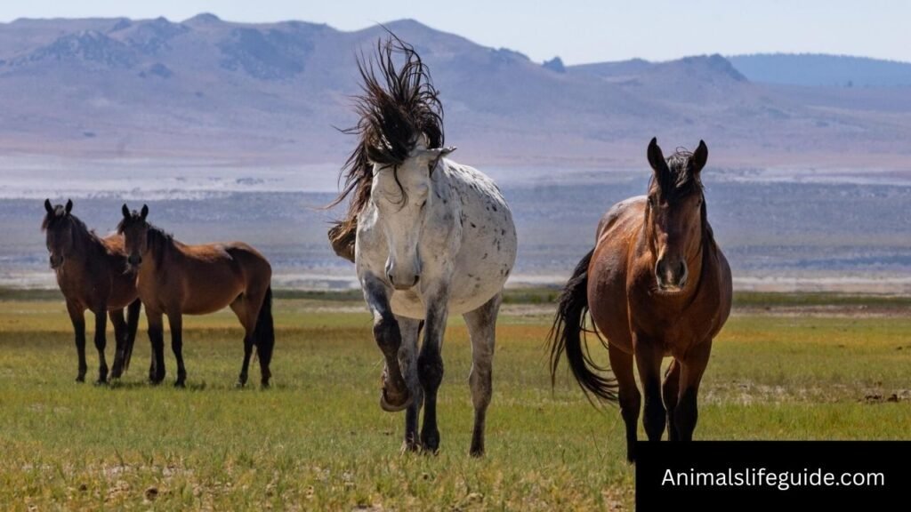 what animals have the best memory
