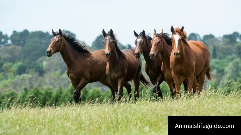 which animal has the best hearing