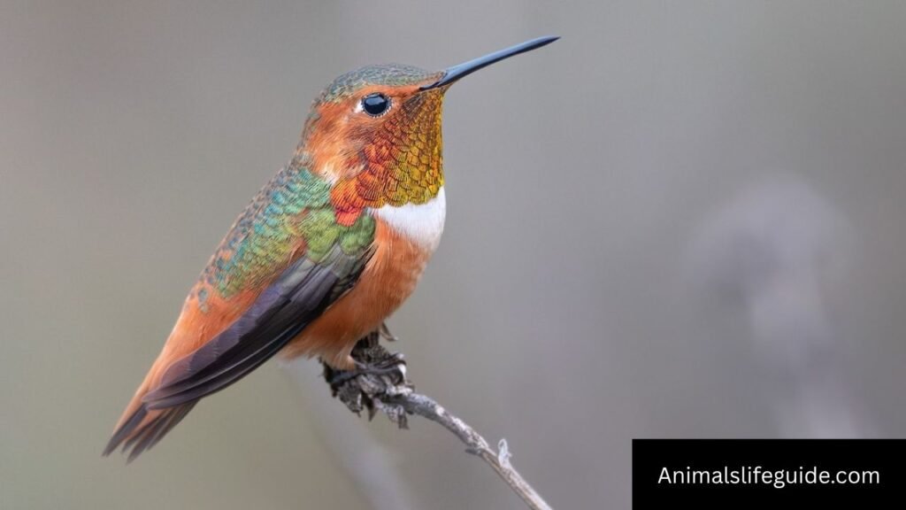 animal with wings