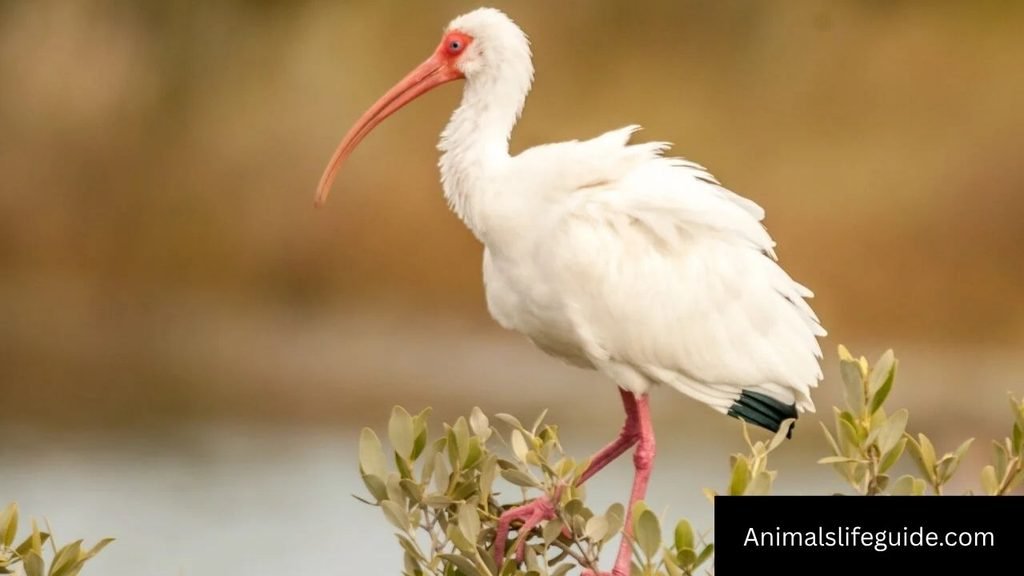 animals that have 4 letters
