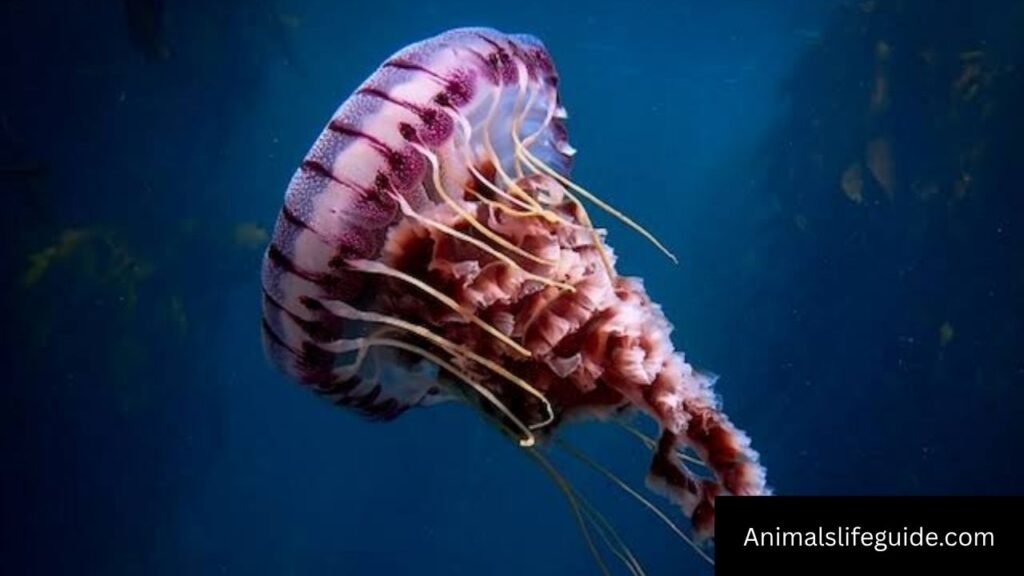 what animal has the shortest memory