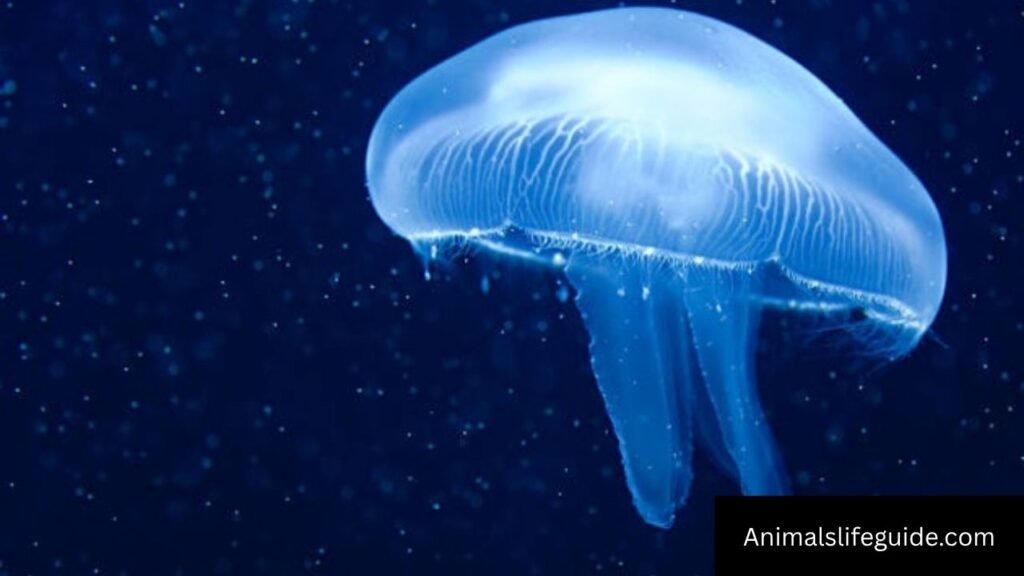 what animals have tentacles