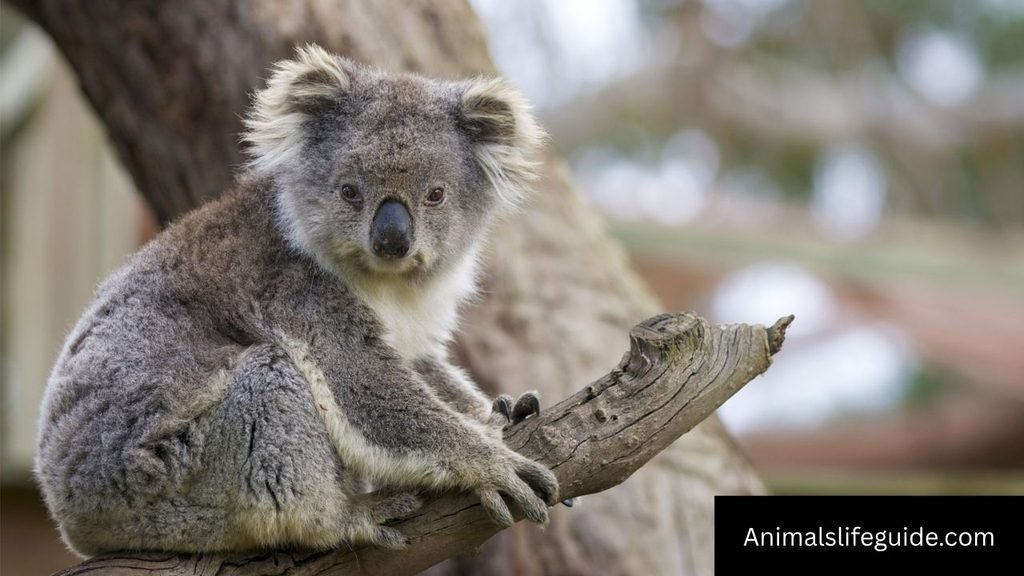 animal with 5 letters