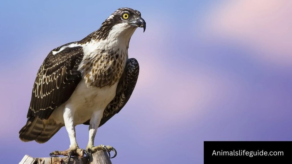 6 letters animal name