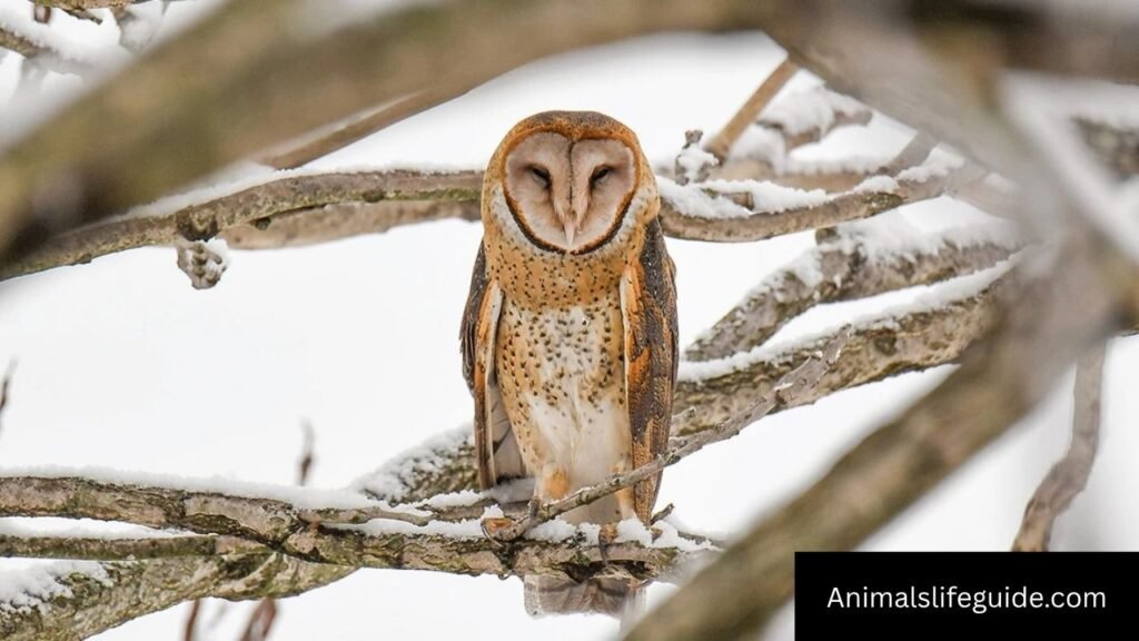 animal that have wings