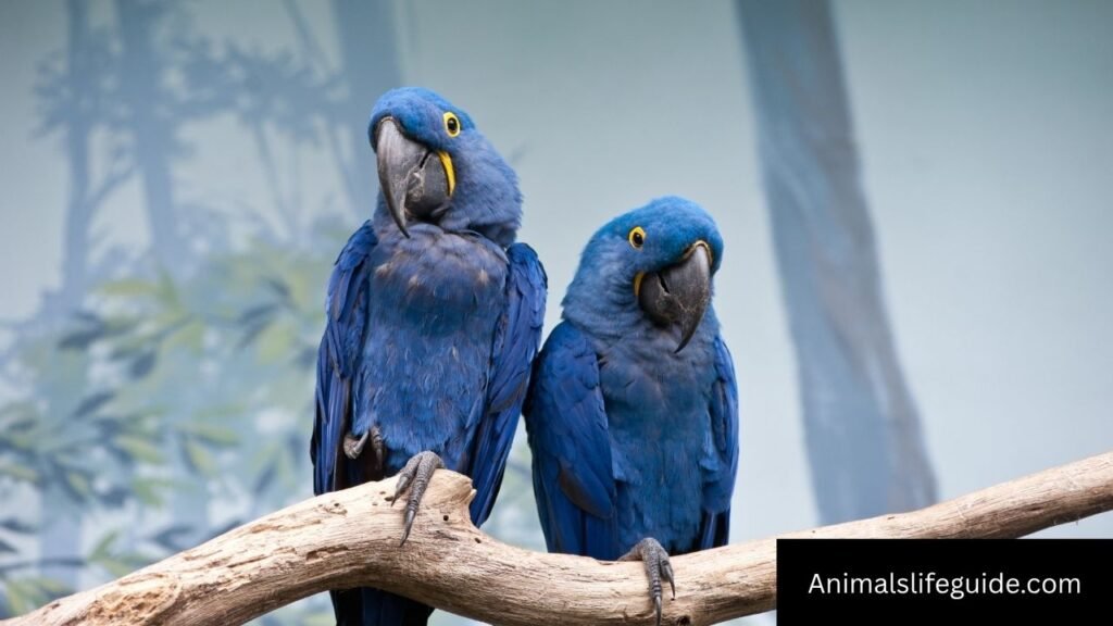 what animal has a good memory