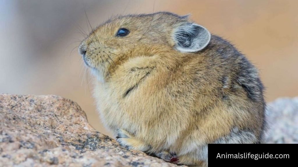 animal with 4 letters