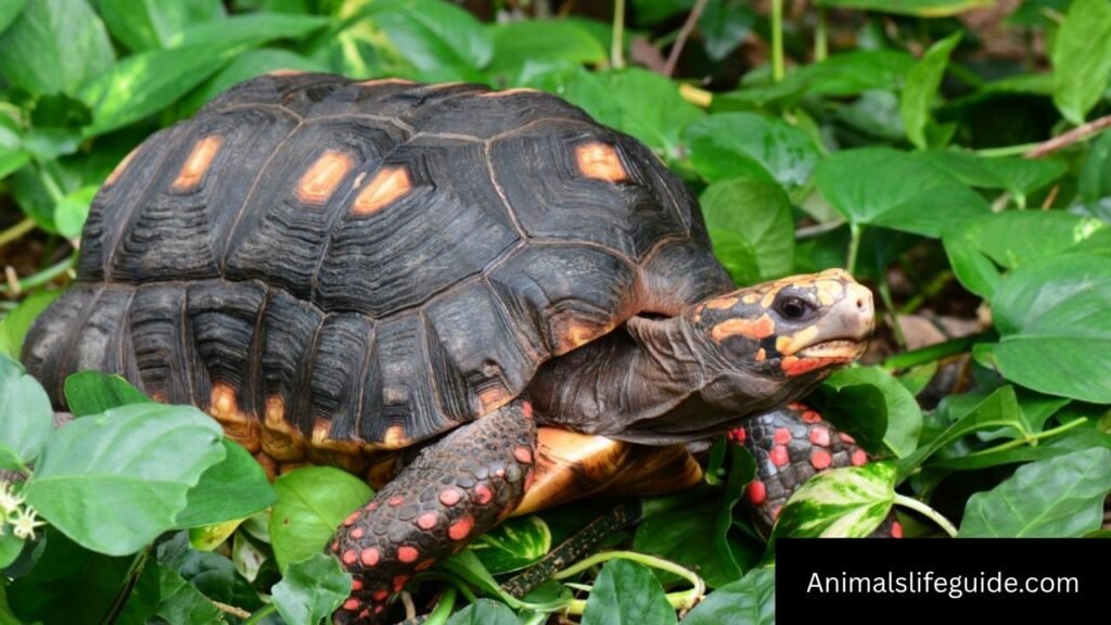 what animal has good memory
