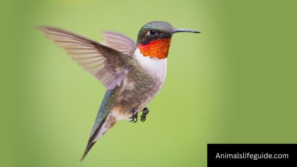 Animal With Long Name