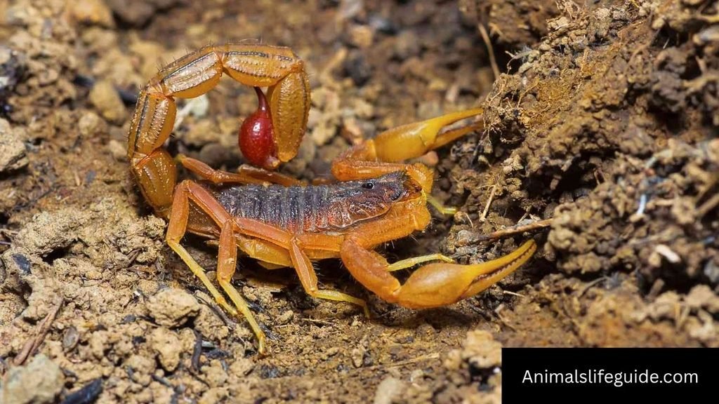 animals that crawl