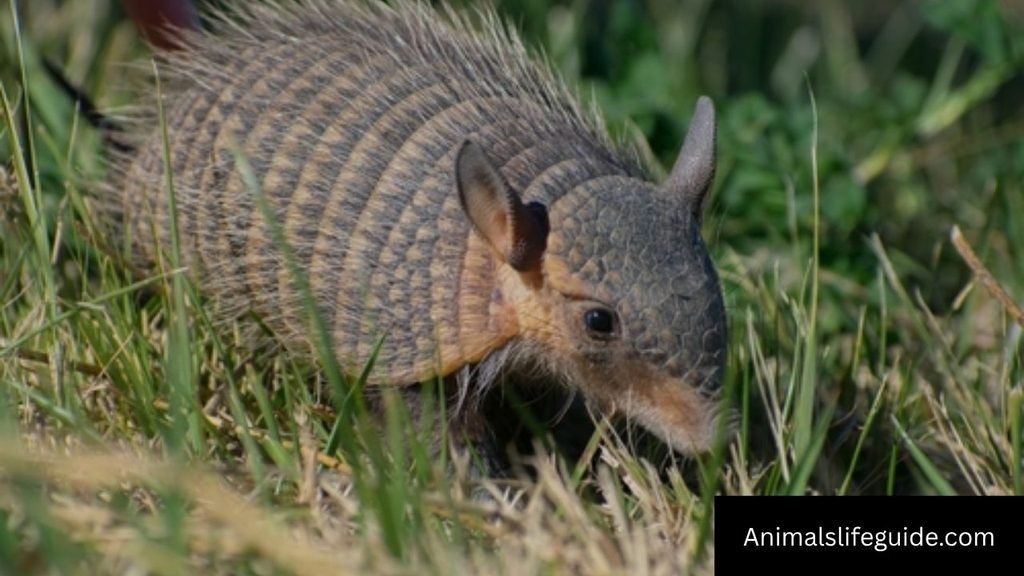 long animal names