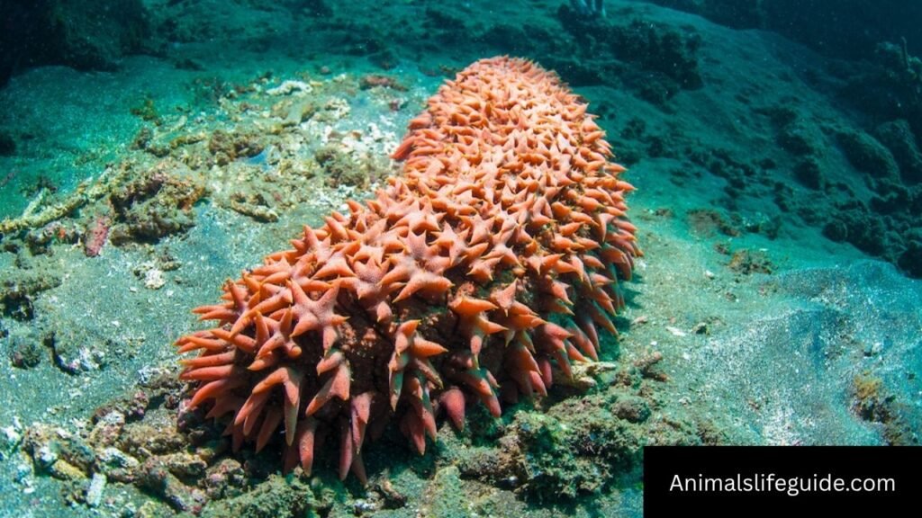 tentacle animals